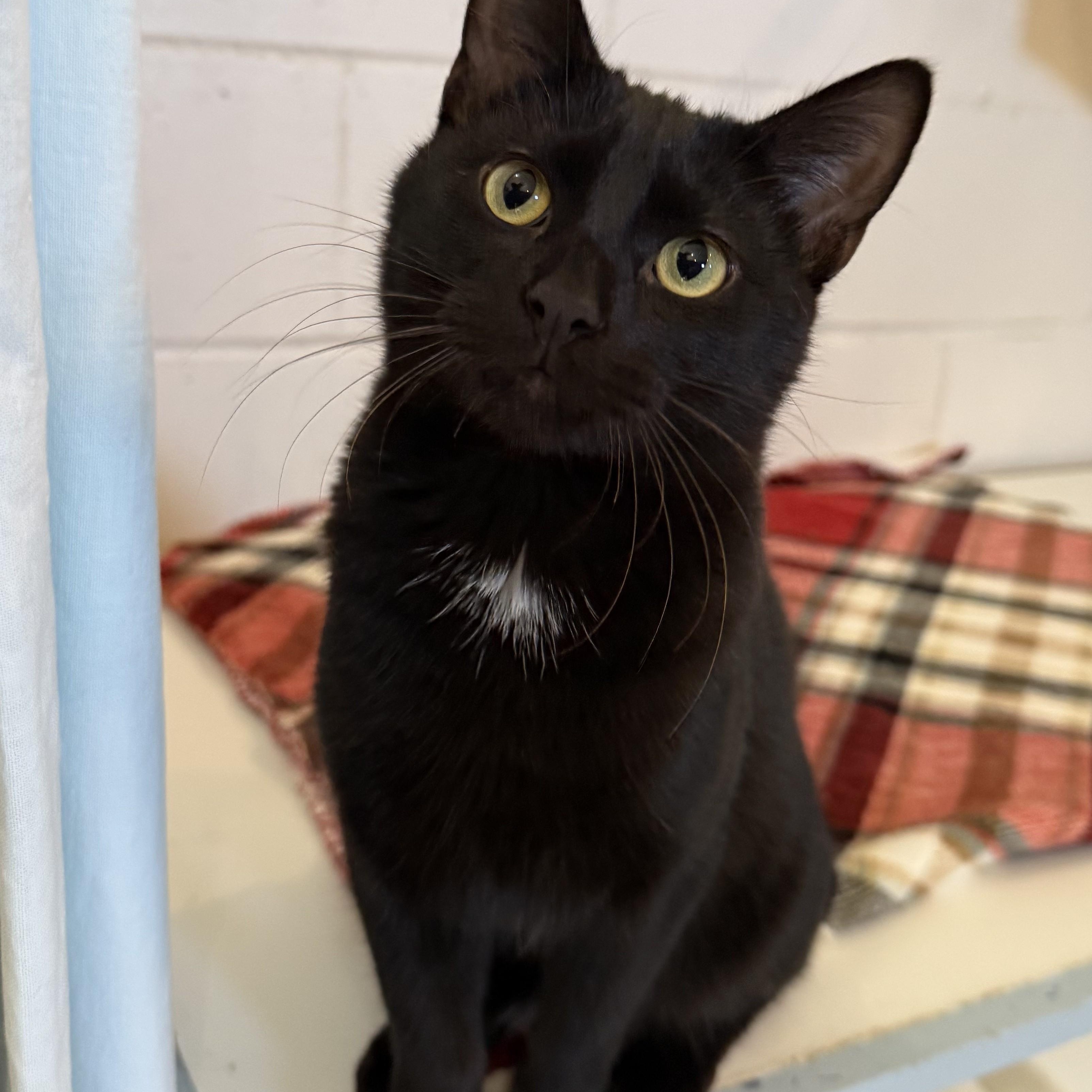 BENJAMIN, Adoptable, Kitten Male Domestic Short Hair.