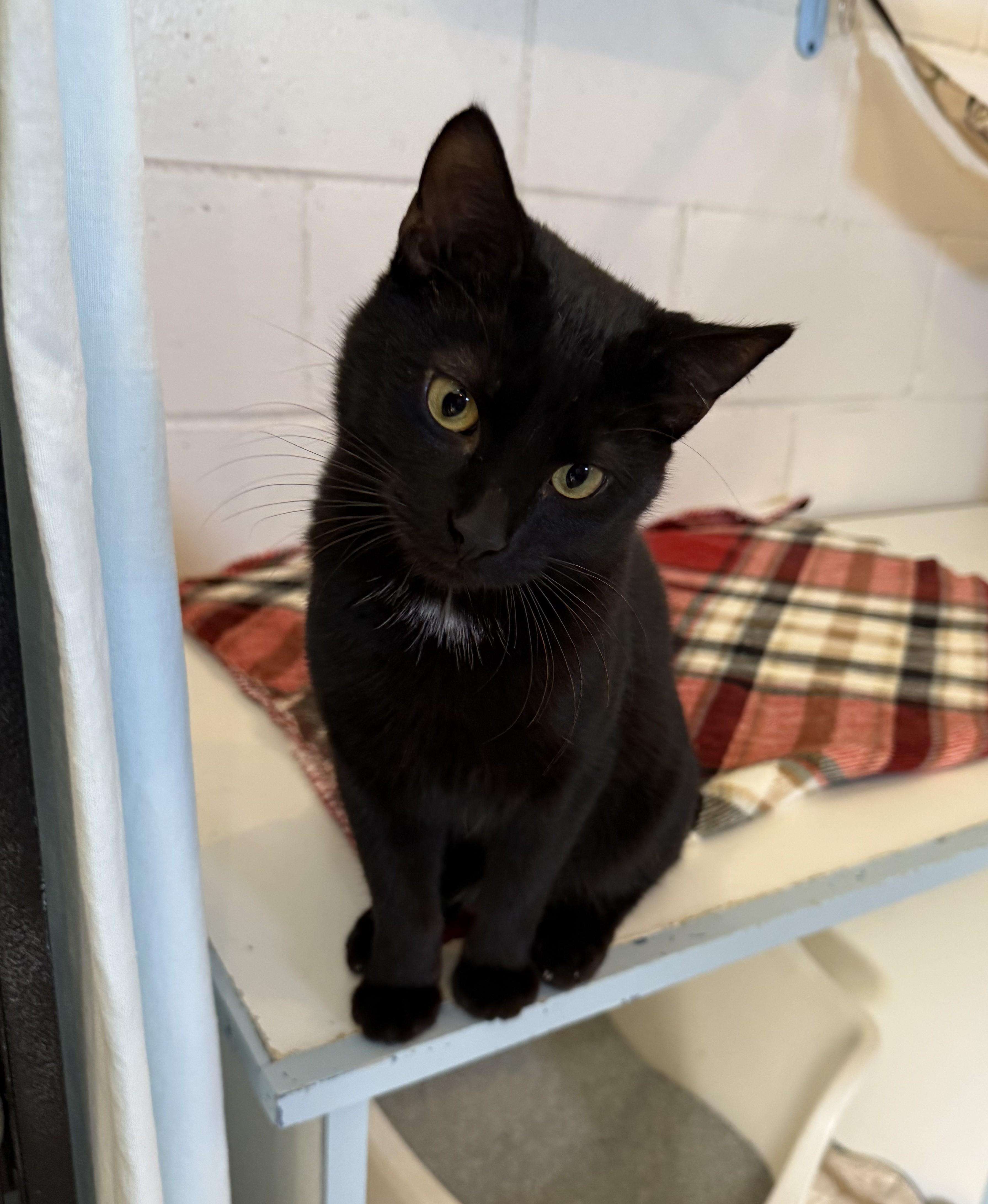 Enlarge BENJAMIN, a Adoptable Domestic Short Hair in La Crescent, MN image 4/4