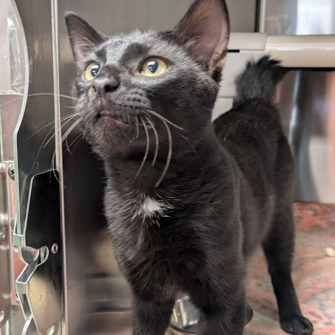 Enlarge BENJAMIN, a Adoptable Domestic Short Hair in La Crescent, MN image 1/1