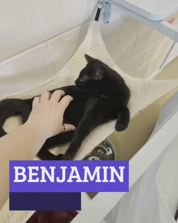 Enlarge BENJAMIN, a Adoptable Domestic Short Hair in La Crescent, MN video 2/4