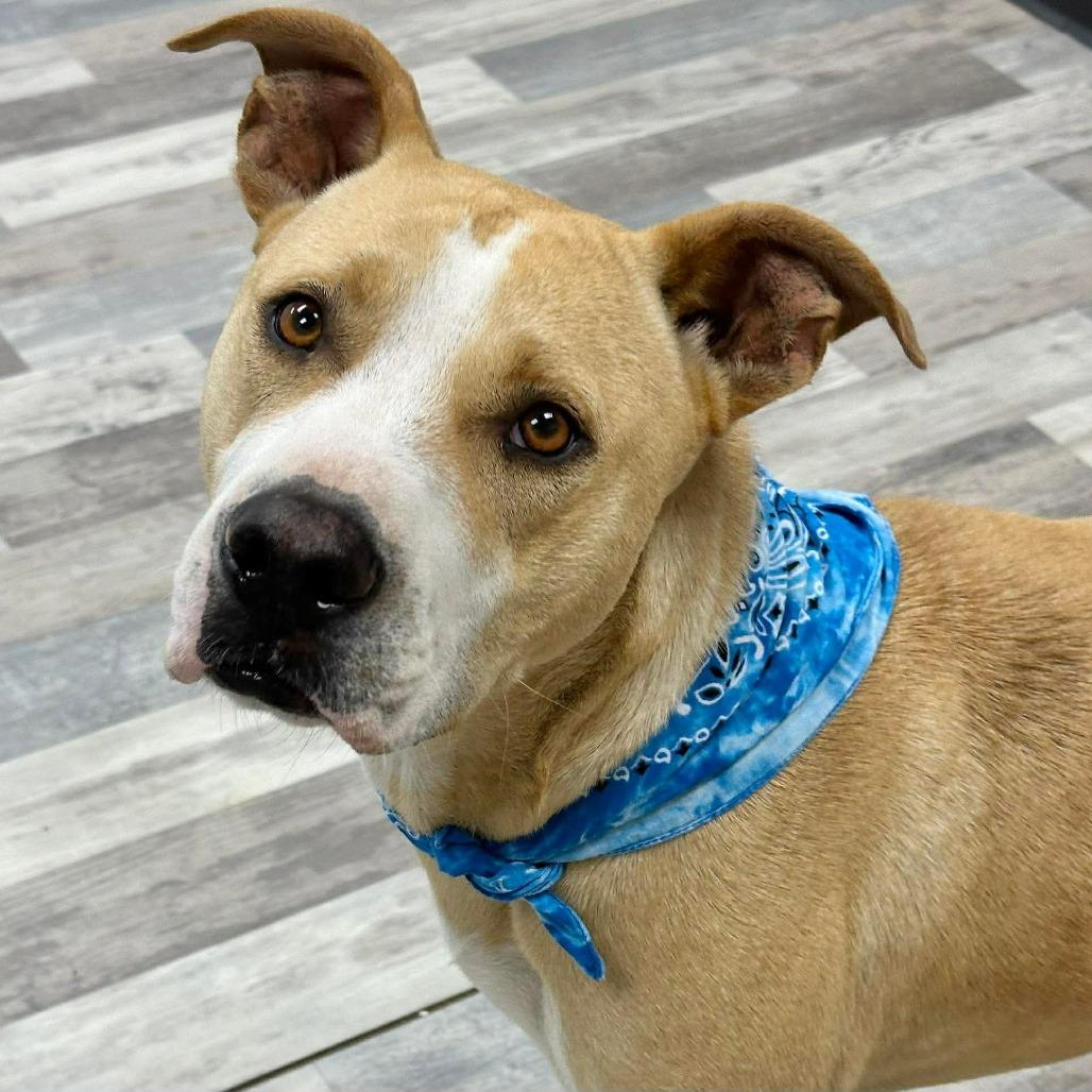 Max, Adoptable, Adult Male Black Mouth Cur.