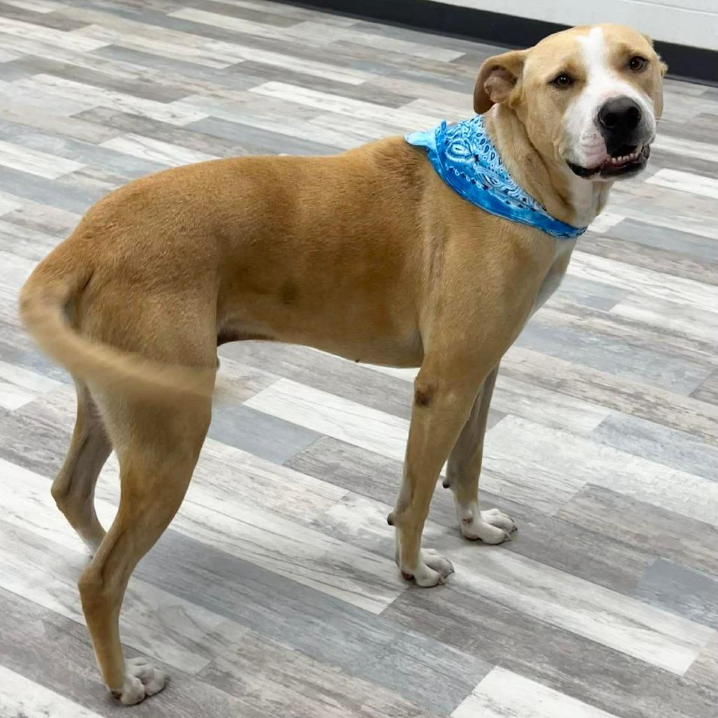 Max, a Adoptable Black Mouth Cur in Lufkin, TX image 2/3
