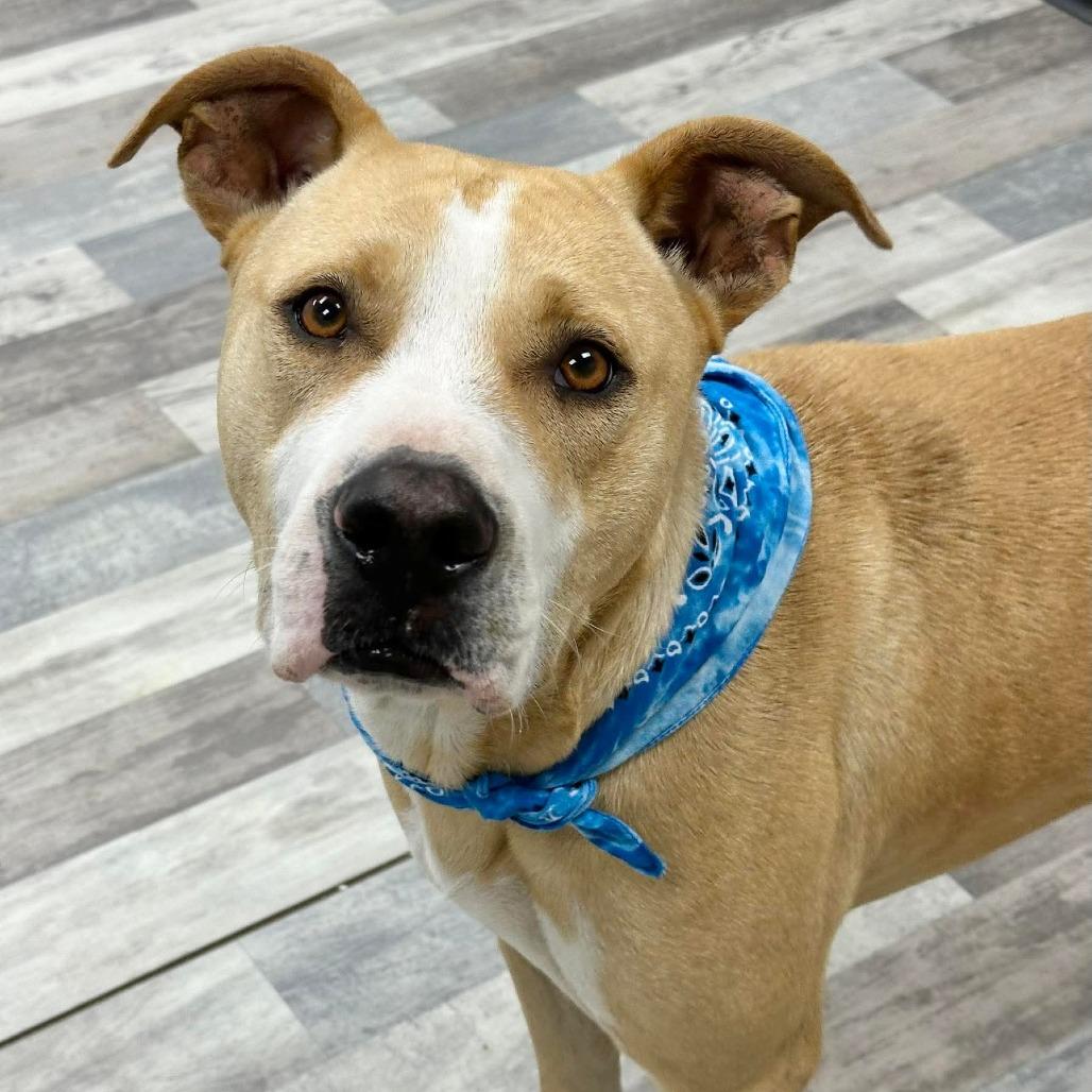 Max, a Adoptable Black Mouth Cur in Lufkin, TX image 3/3