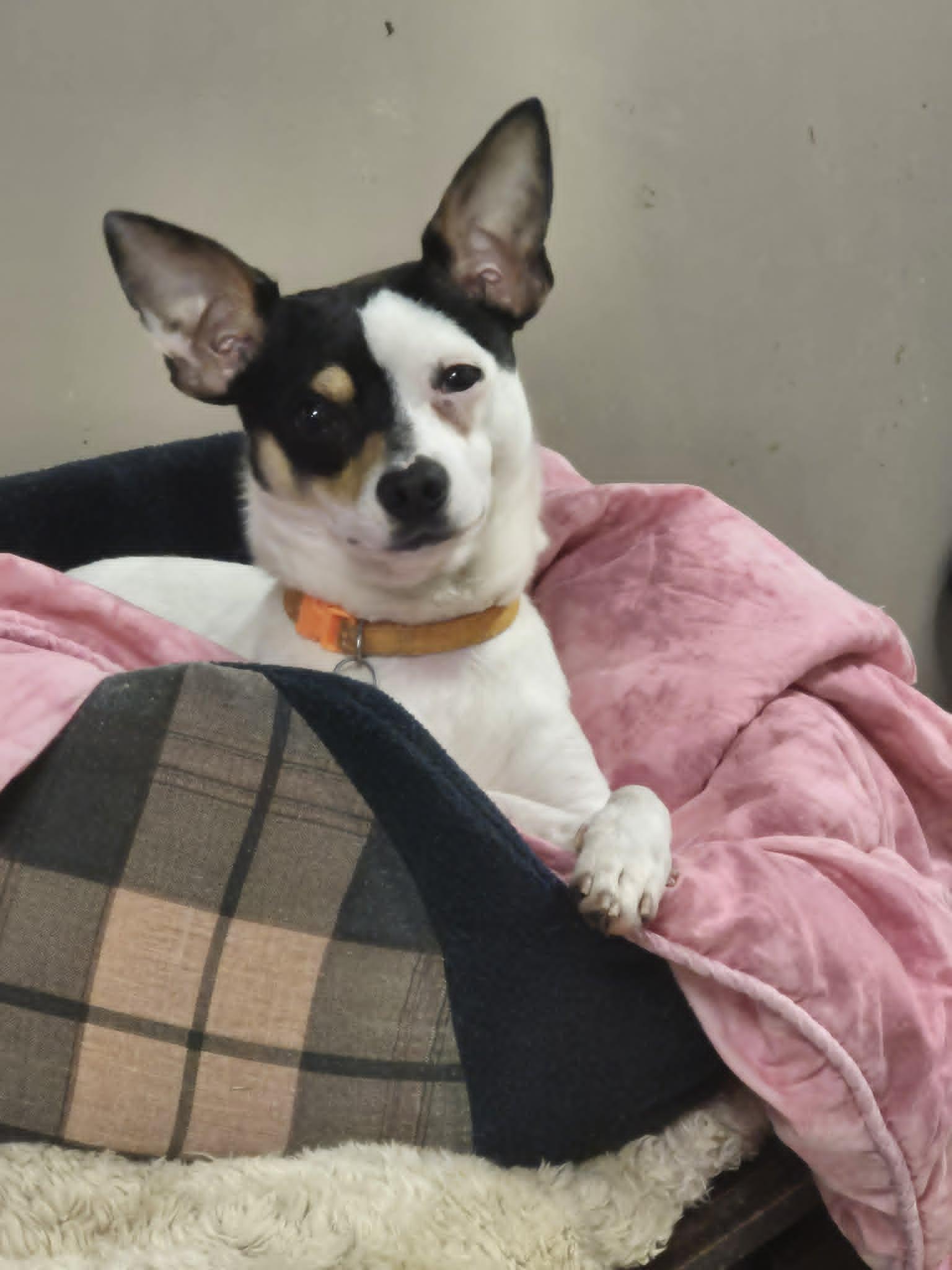 Cheeto, ADOPTABLE, Young Male Chihuahua & Rat Terrier.
