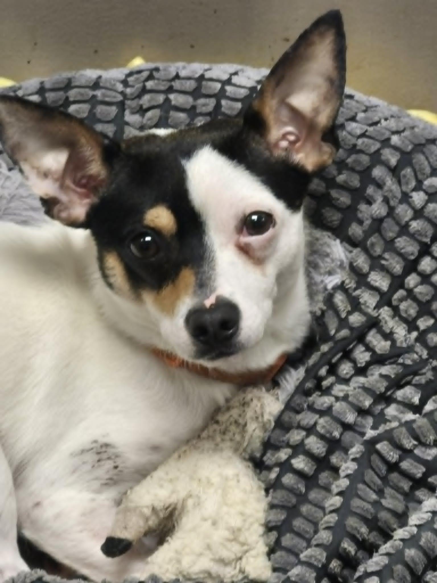 Cheeto, ADOPTABLE, Young Male Chihuahua & Rat Terrier.
