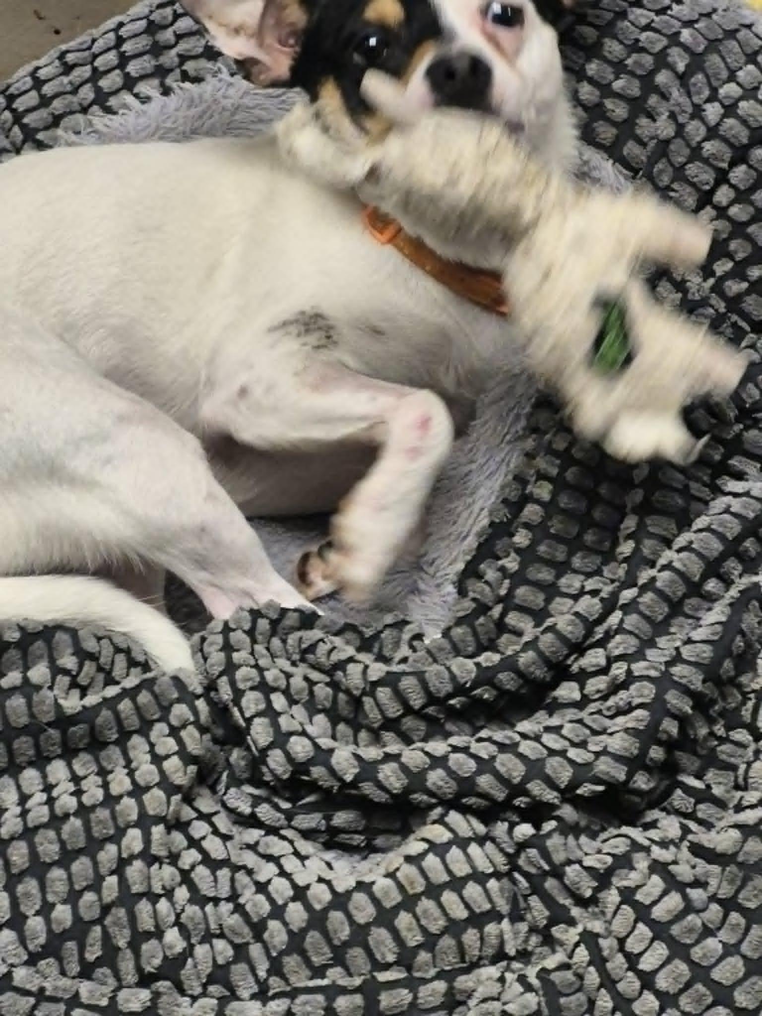 Enlarge Cheeto, a ADOPTABLE mixed breed in Chatham, ON image 4/5