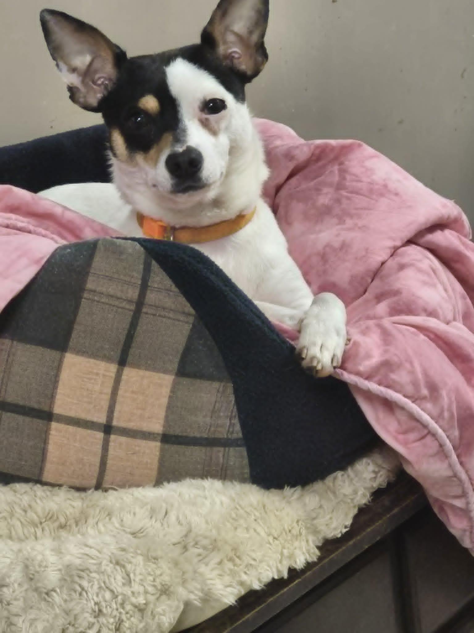 Enlarge Cheeto, a ADOPTABLE mixed breed in Chatham, ON image 5/5