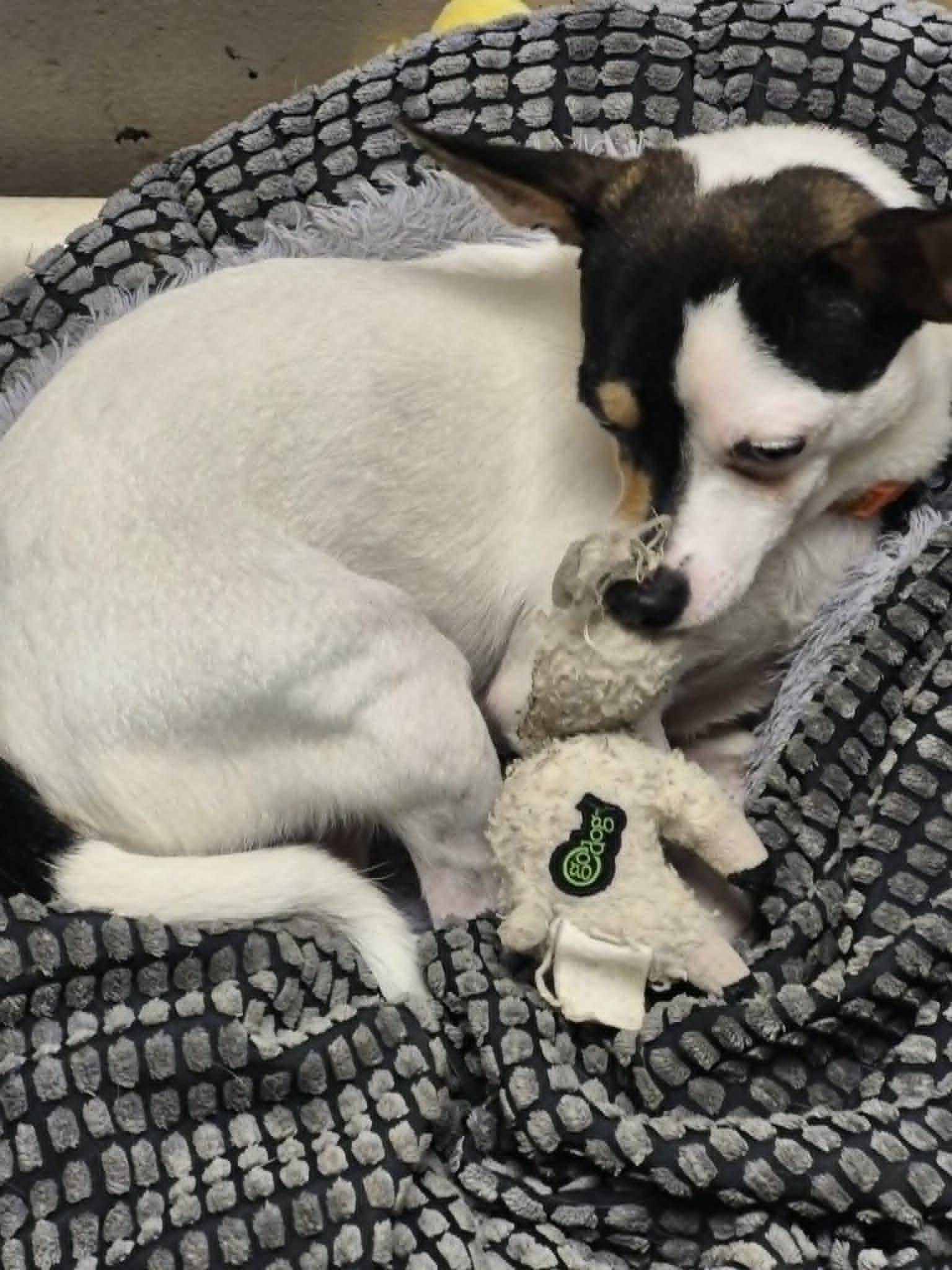Enlarge Cheeto, a ADOPTABLE mixed breed in Chatham, ON image 2/5