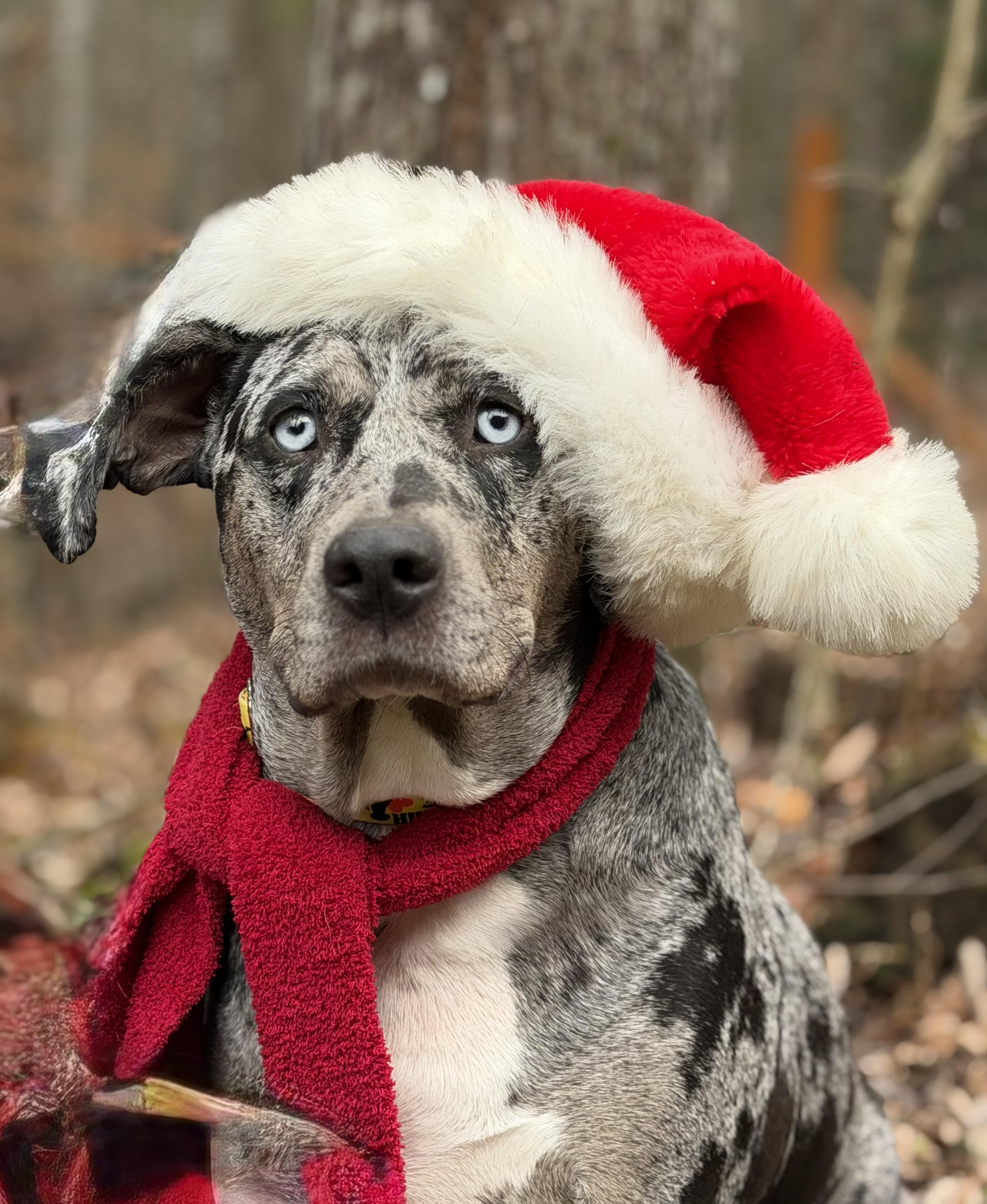 Enlarge Cookie, a ADOPTABLE Catahoula Leopard Dog in Maryville, TN image 3/6