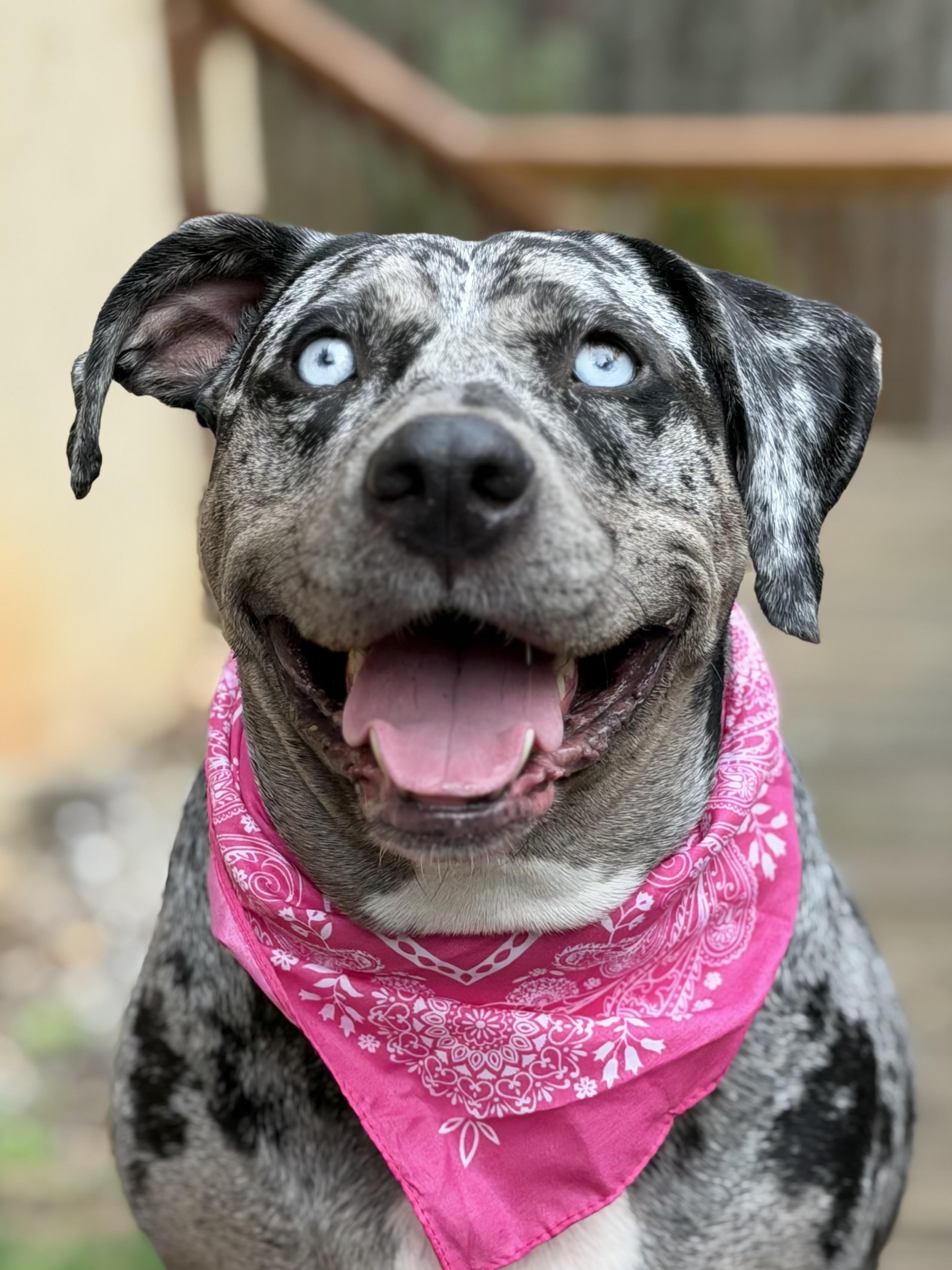 Enlarge Cookie, a ADOPTABLE Catahoula Leopard Dog in Maryville, TN image 1/6