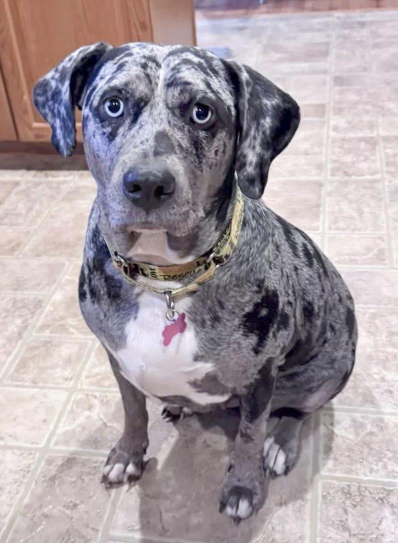 Cookie, ADOPTABLE, Adult Female Catahoula Leopard Dog.