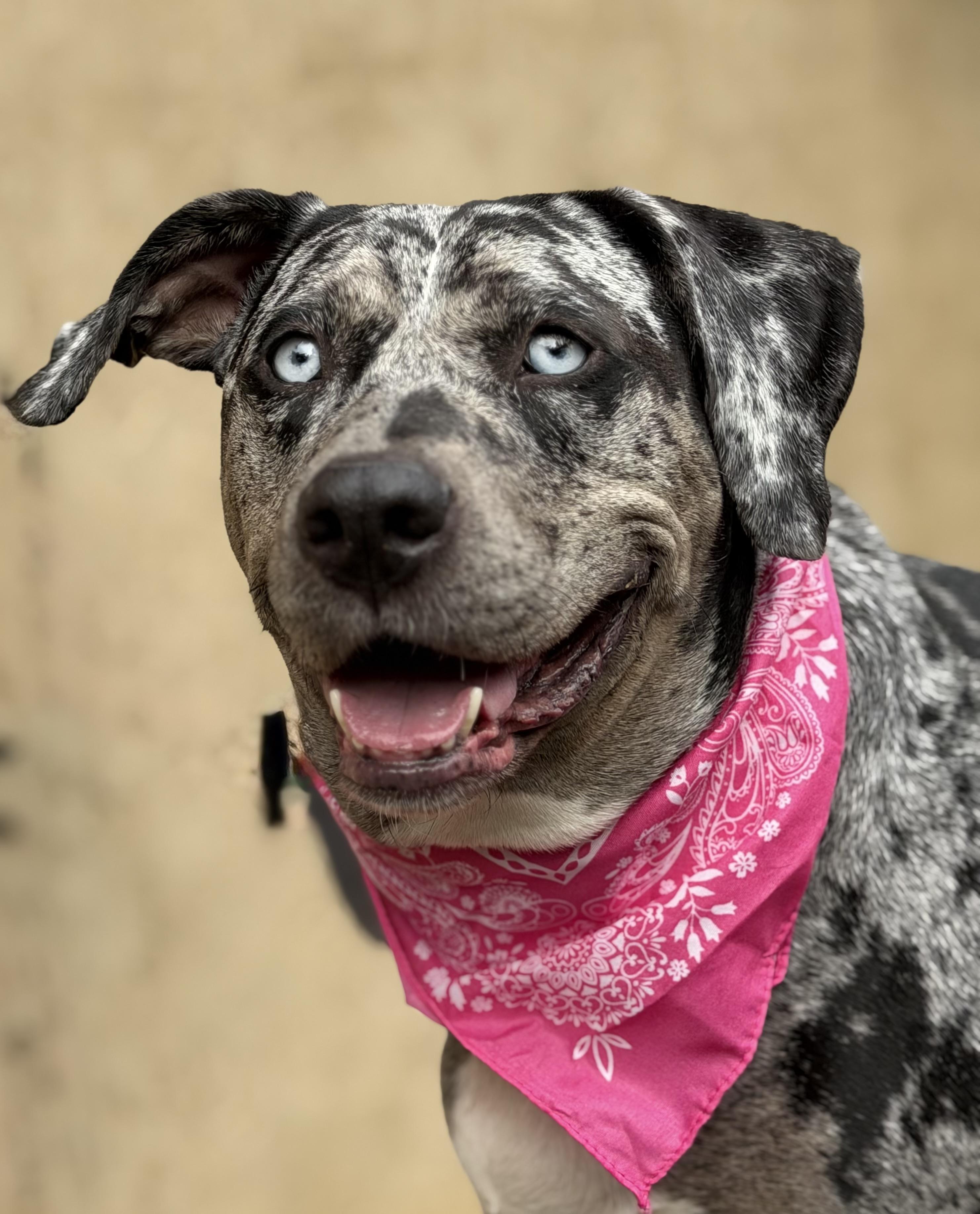 Enlarge Cookie, a ADOPTABLE Catahoula Leopard Dog in Maryville, TN image 4/6