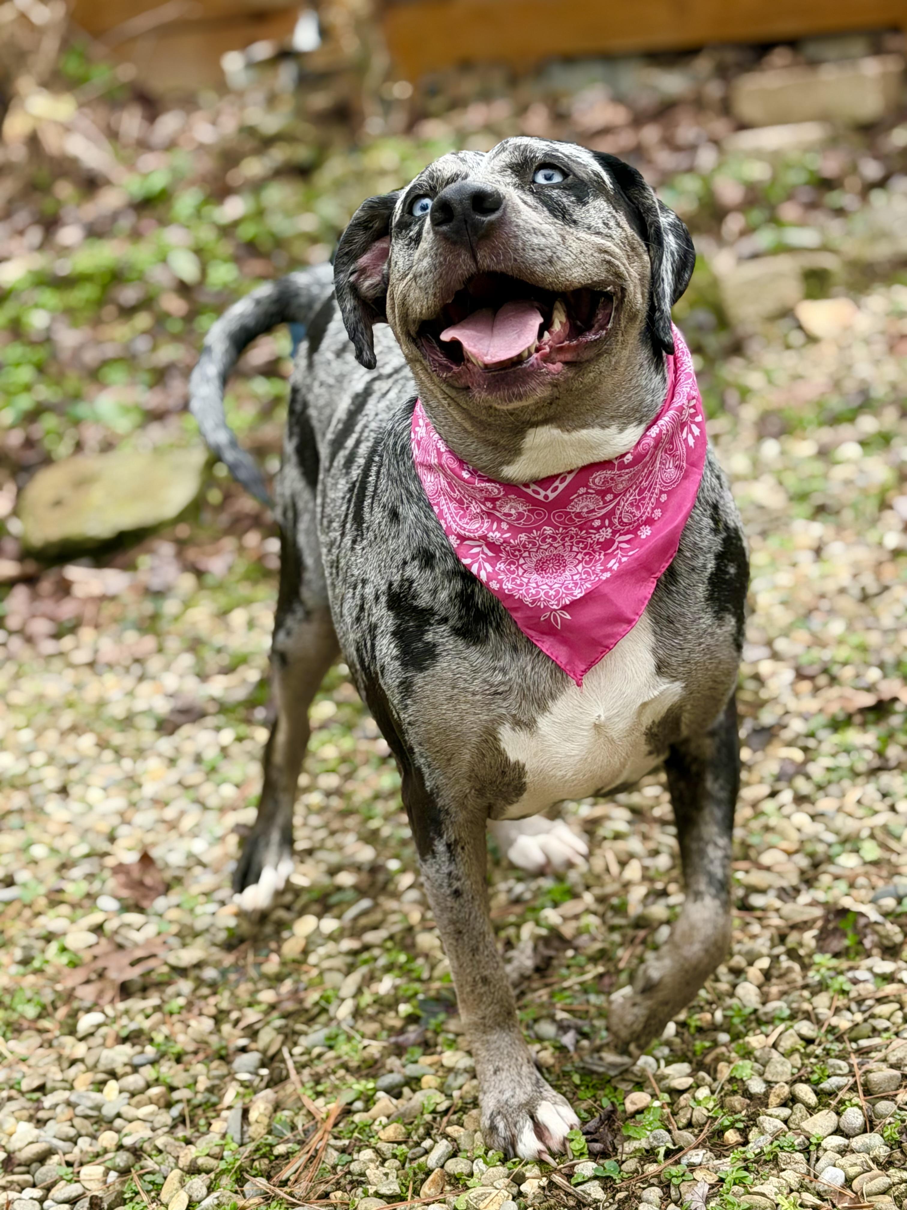 Enlarge Cookie, a ADOPTABLE Catahoula Leopard Dog in Maryville, TN image 5/6