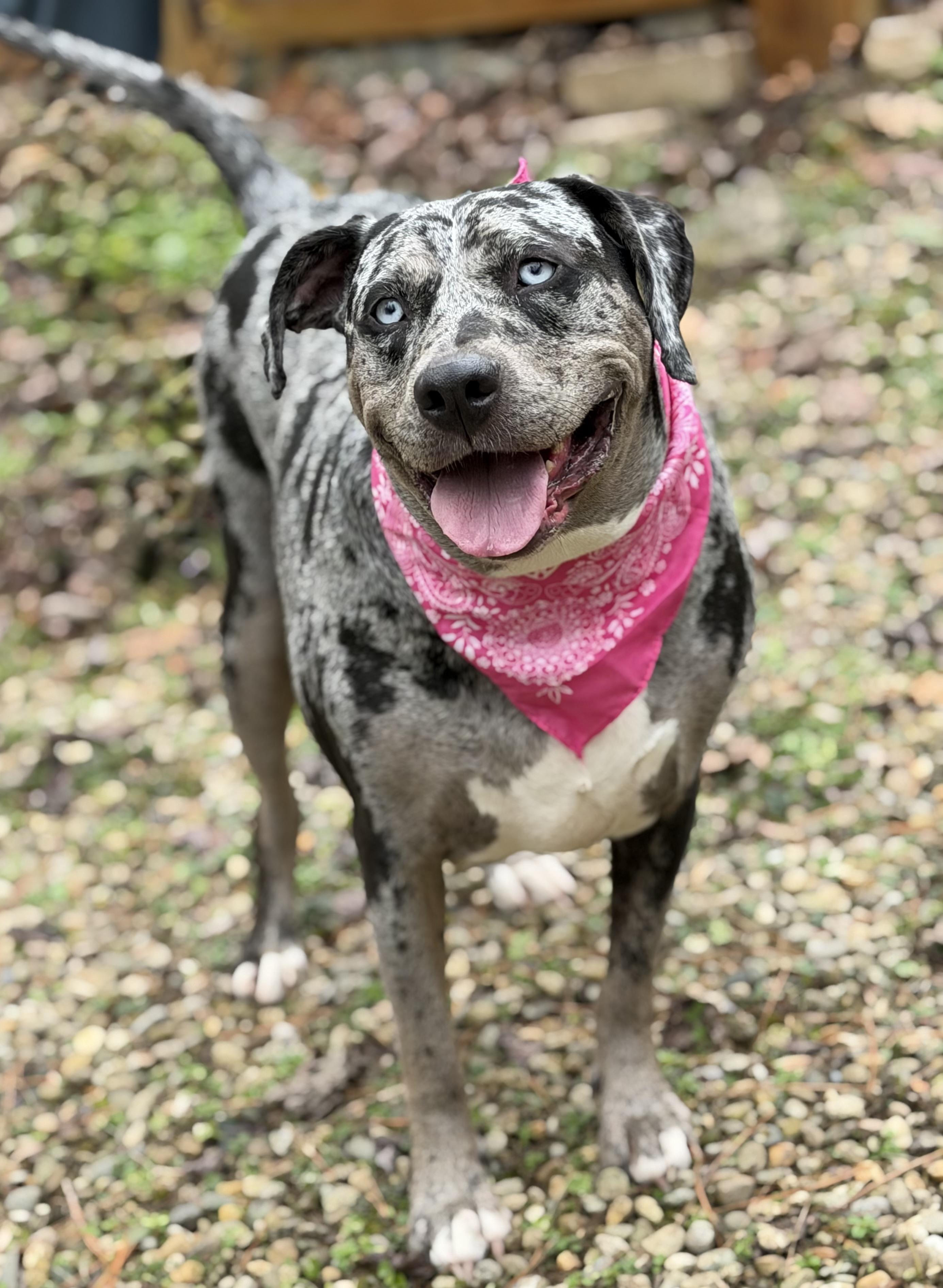 Enlarge Cookie, a ADOPTABLE Catahoula Leopard Dog in Maryville, TN image 6/6