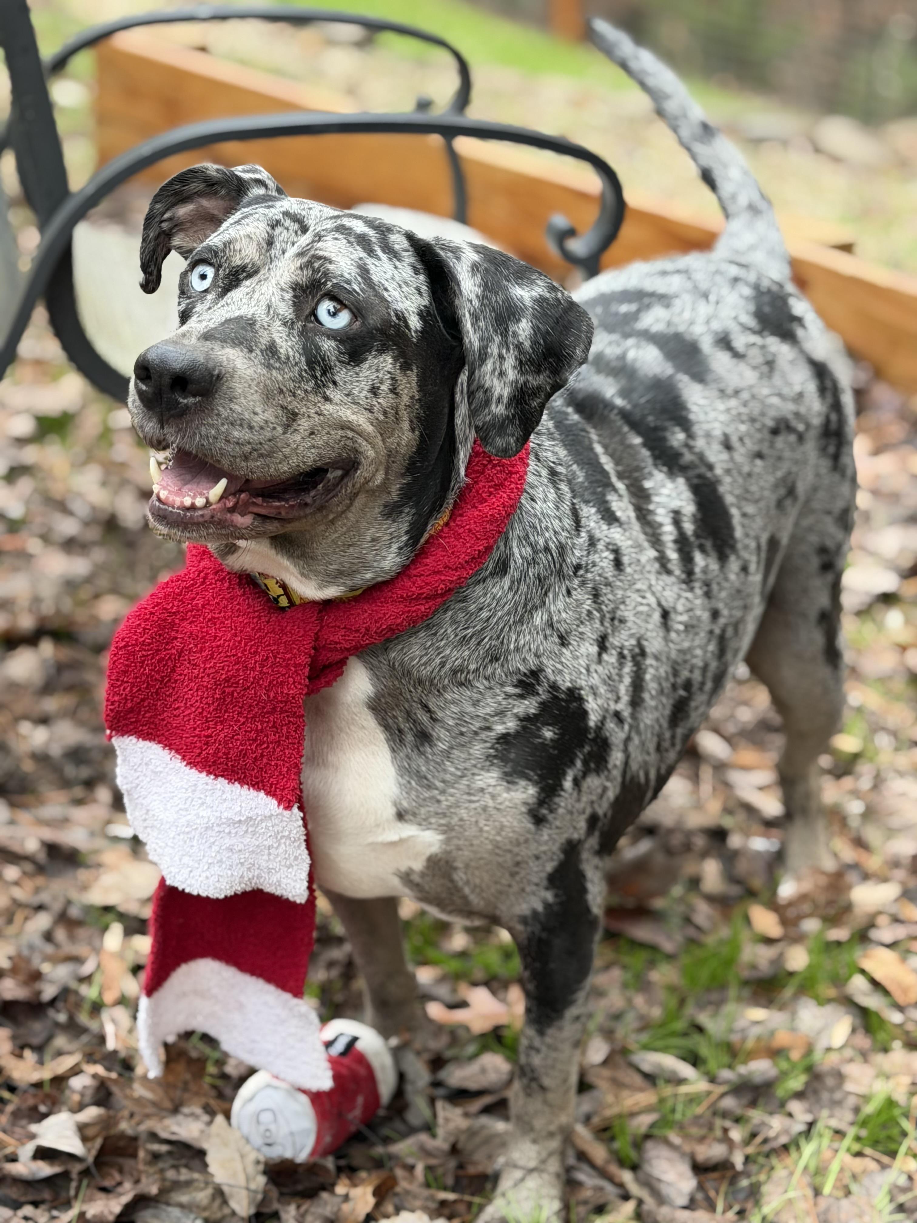Enlarge Cookie, a ADOPTABLE Catahoula Leopard Dog in Maryville, TN image 2/6