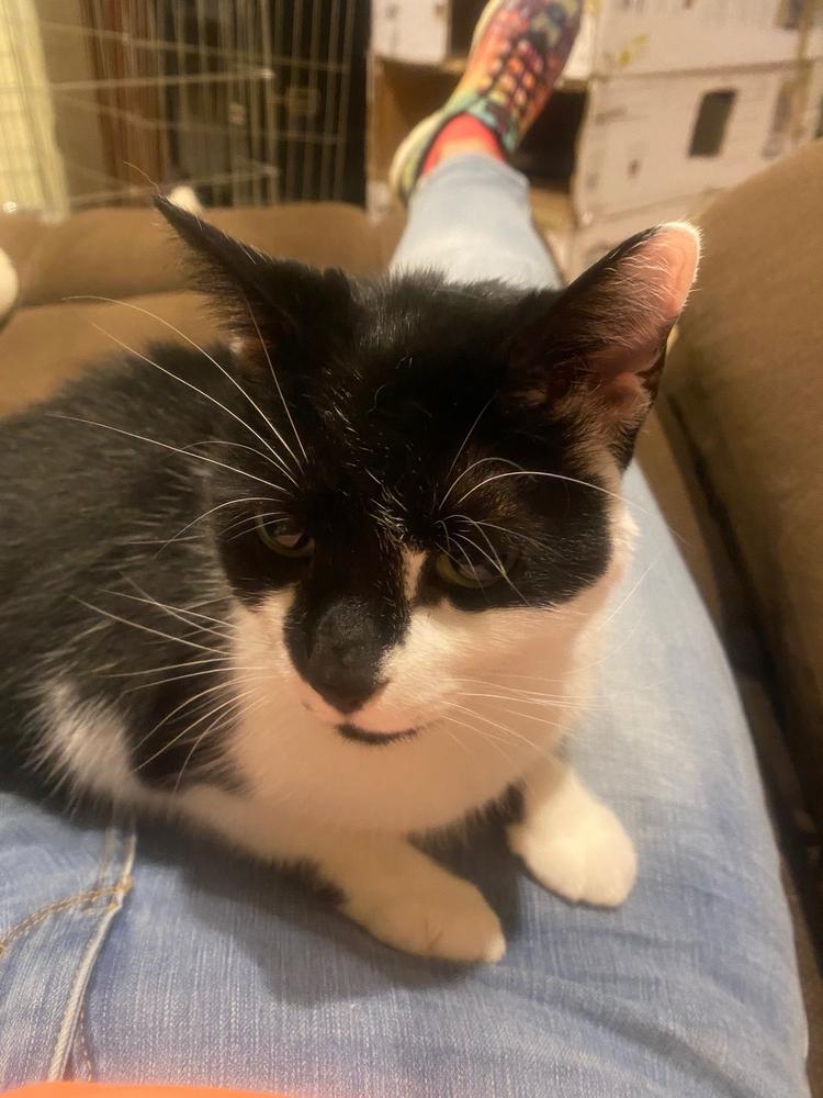 Enlarge Pumpkin, a Adopted Domestic Short Hair in Mooresville, NC image 1/5