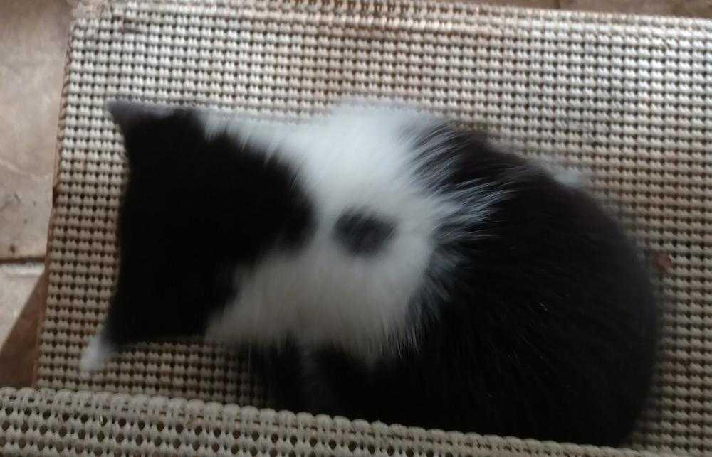 Enlarge Pumpkin, a Adopted Domestic Short Hair in Mooresville, NC image 2/5