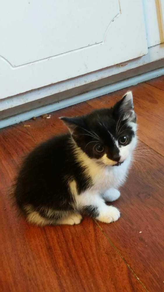 Enlarge Pumpkin, a Adopted Domestic Short Hair in Mooresville, NC image 3/5