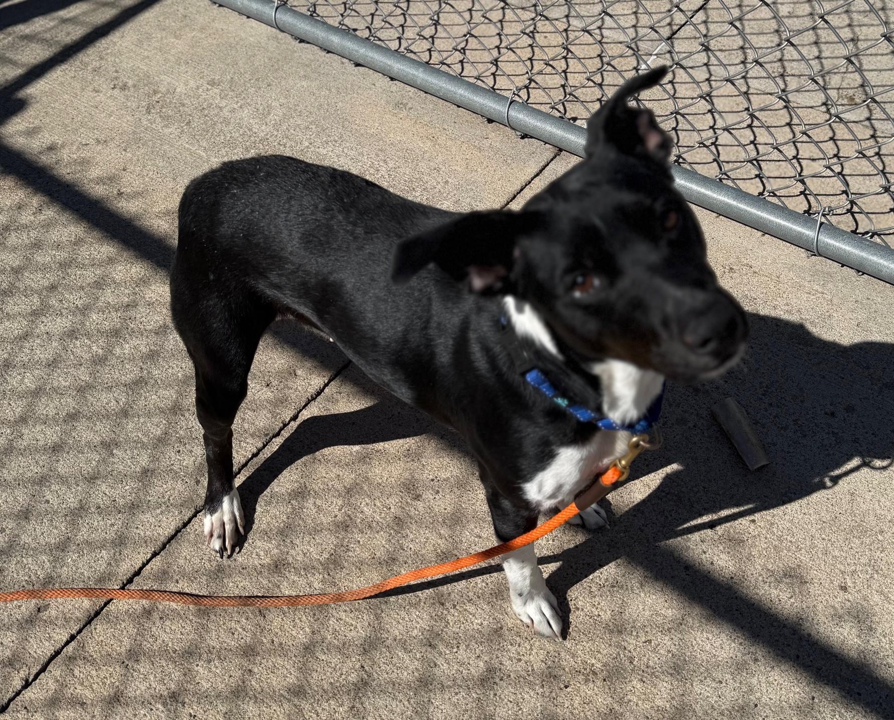 Enlarge Luna, a Adoptable mixed breed in Fairfield, IA image 2/2