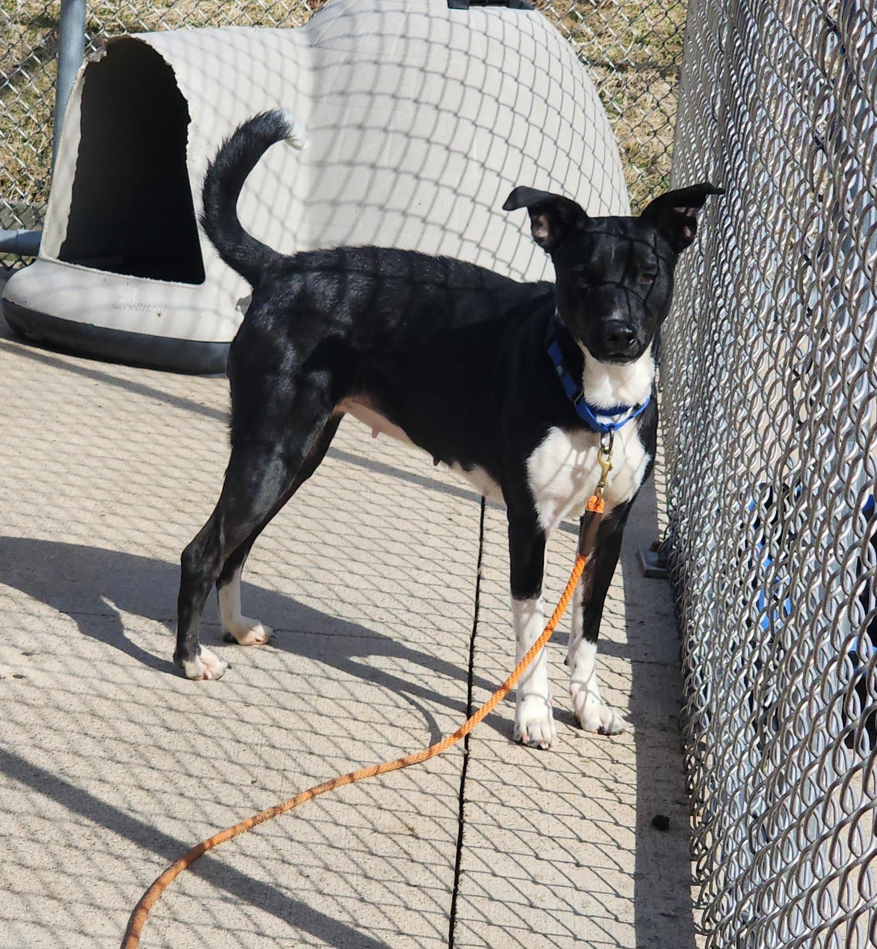 Luna, Adoptable, Adult Female Terrier.