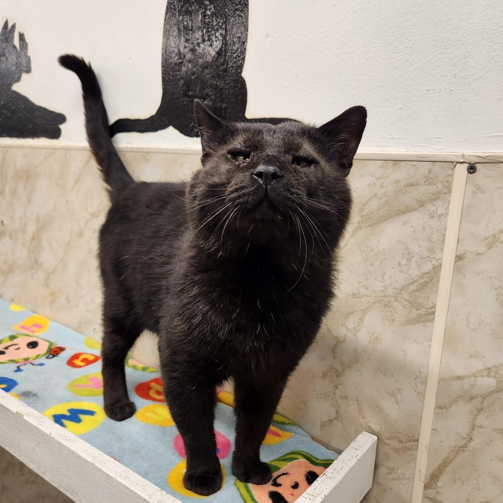Darth Maul, Adoptable, Adult Male Domestic Short Hair & Domestic Short Hair.