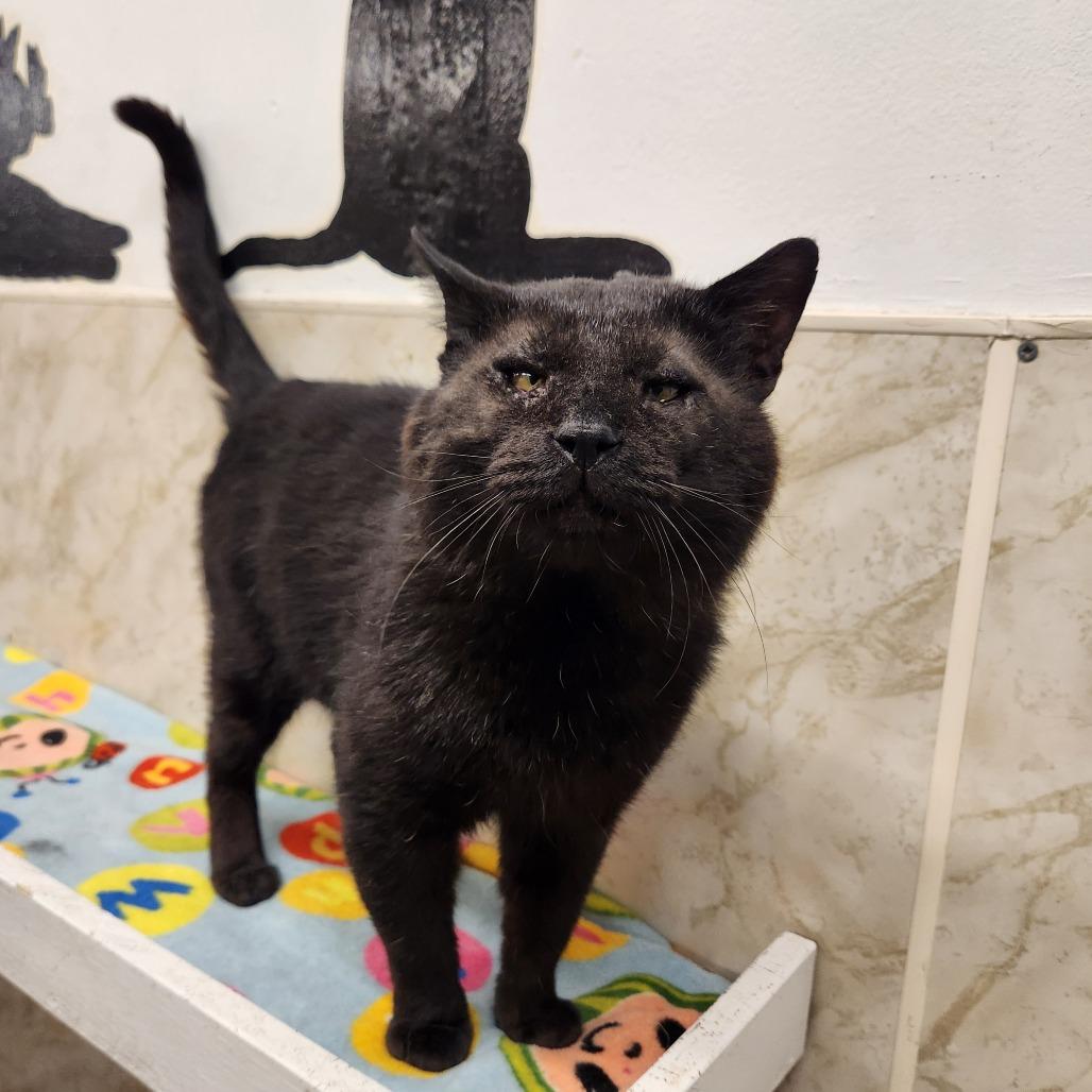 Enlarge Darth Maul, a Adoptable mixed breed in Delaware, OH image 3/6