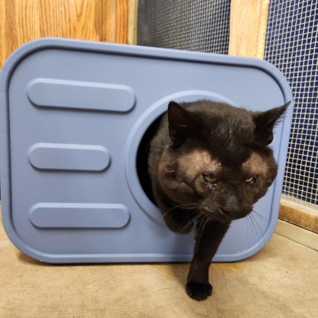 Enlarge Darth Maul, a Adoptable mixed breed in Delaware, OH image 4/6