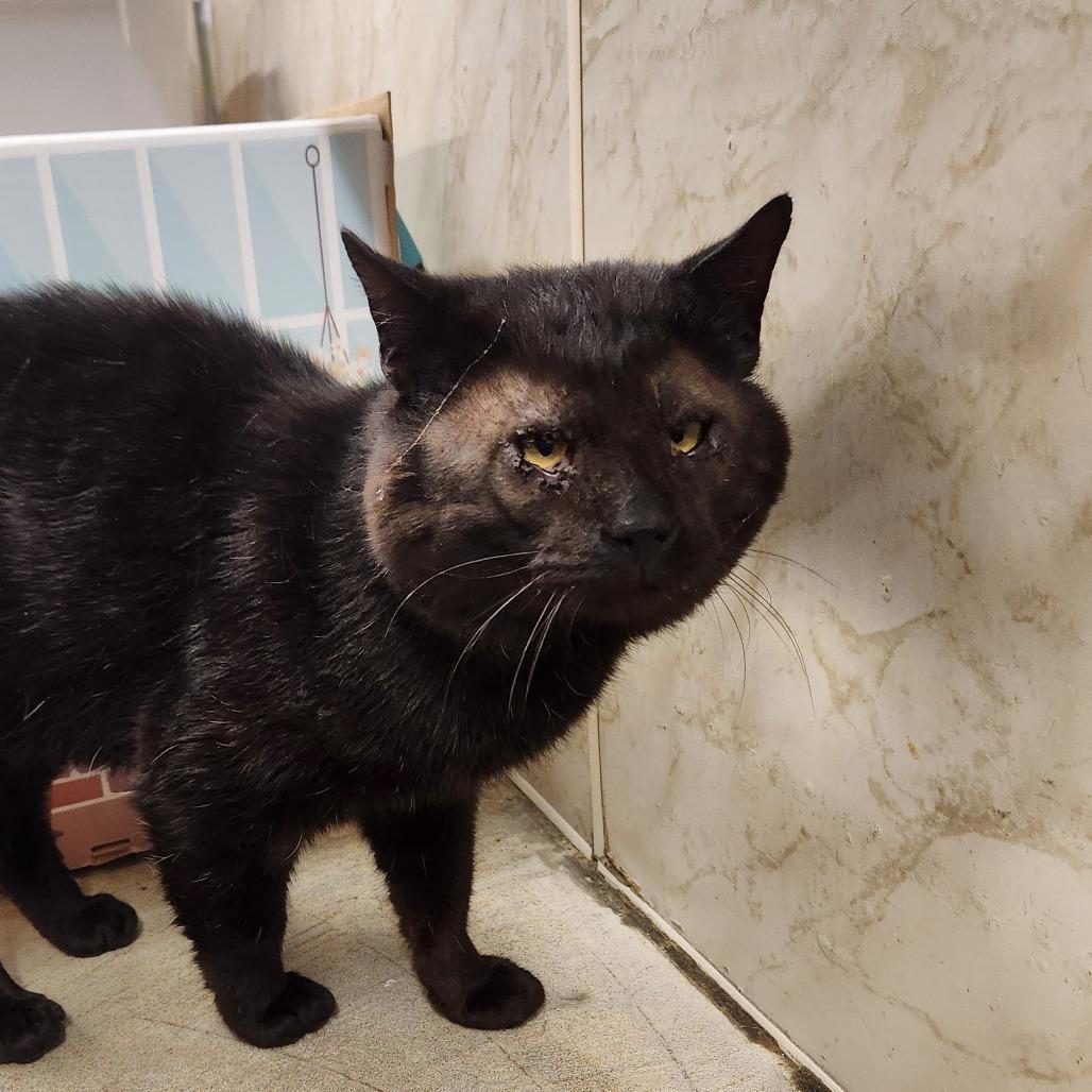 Enlarge Darth Maul, a Adoptable mixed breed in Delaware, OH image 5/6