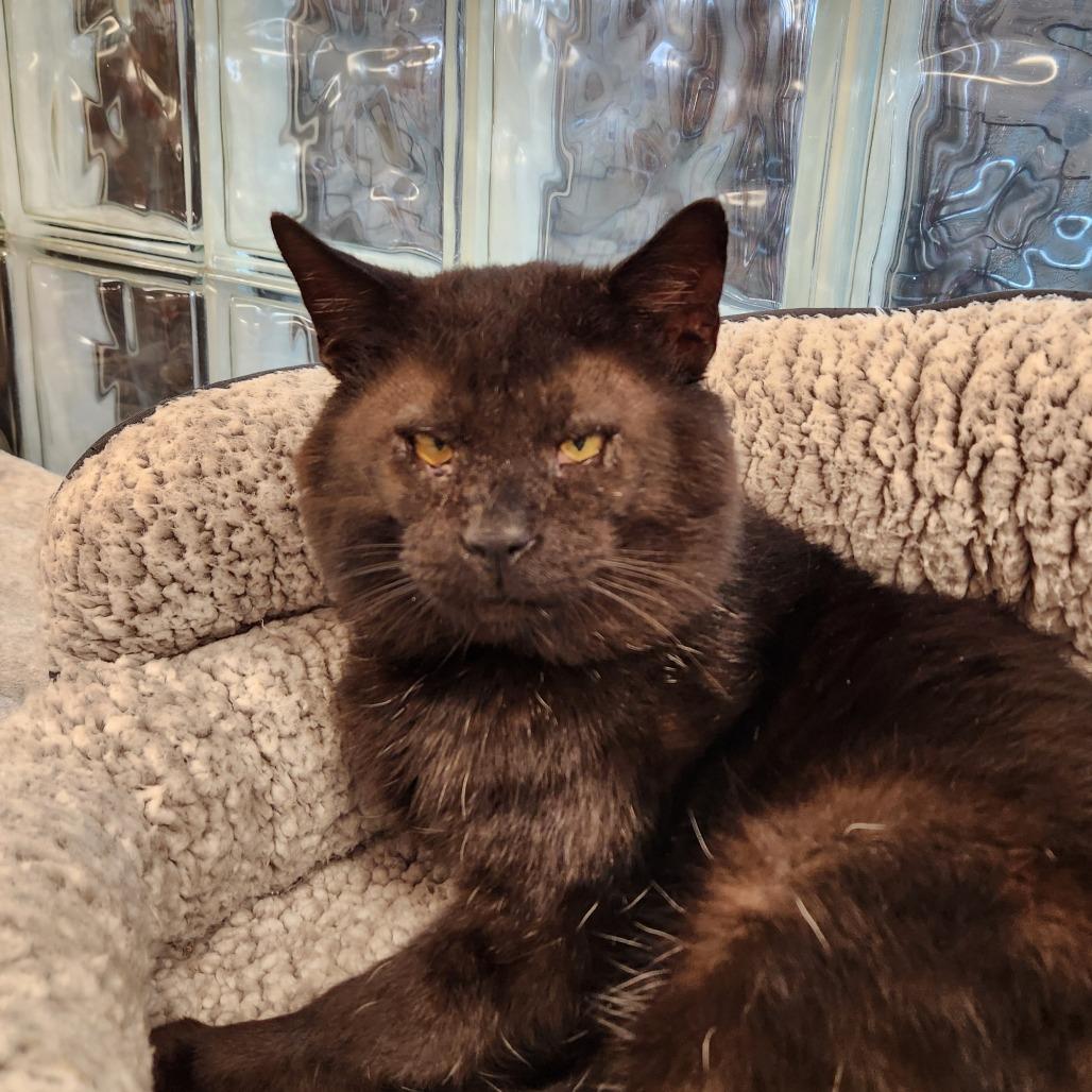 Enlarge Darth Maul, a Adoptable mixed breed in Delaware, OH image 6/6
