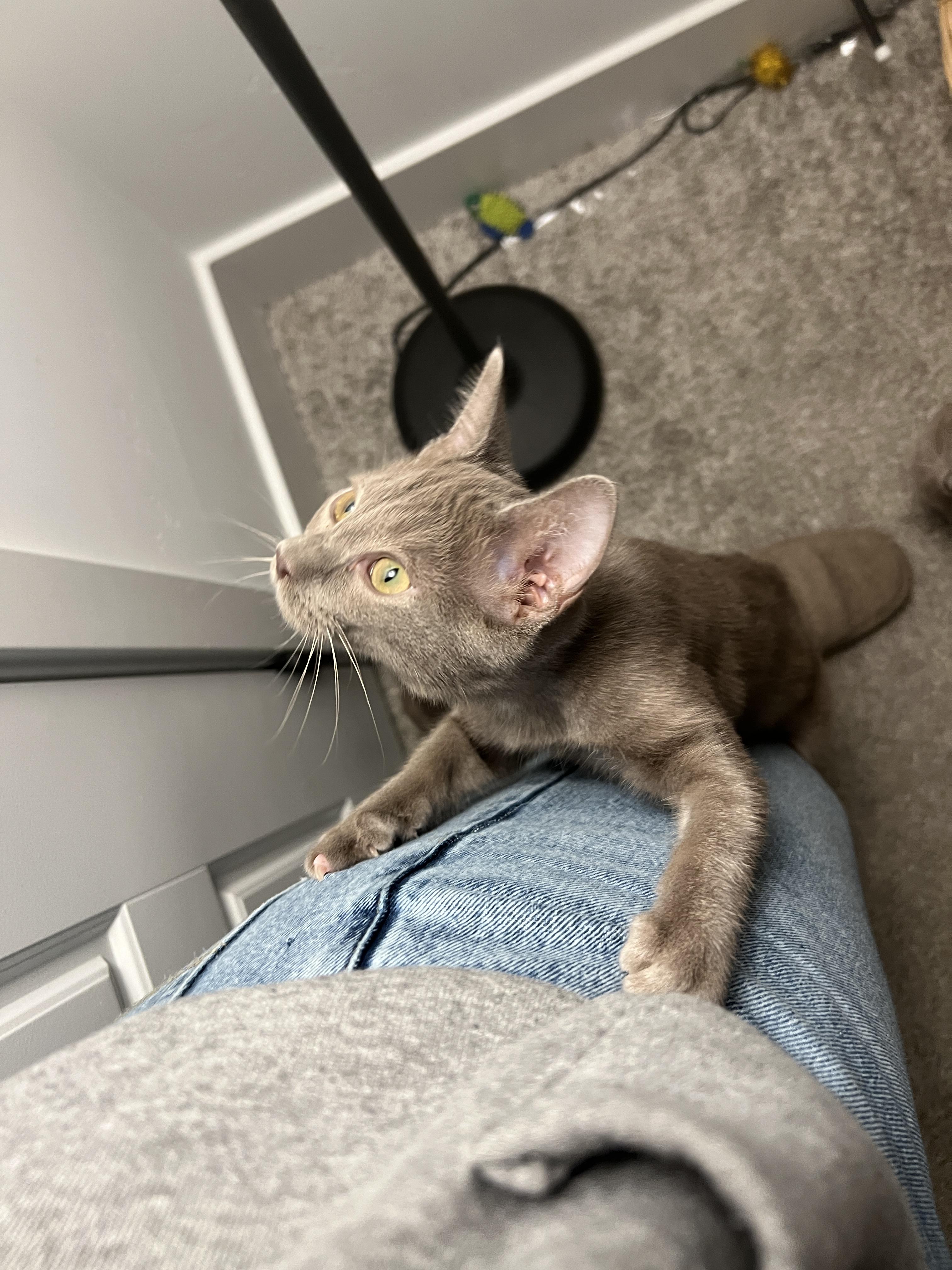 Enlarge Huckleberry Pie, a Adoptable Domestic Short Hair in San Luis Obispo, CA image 4/4