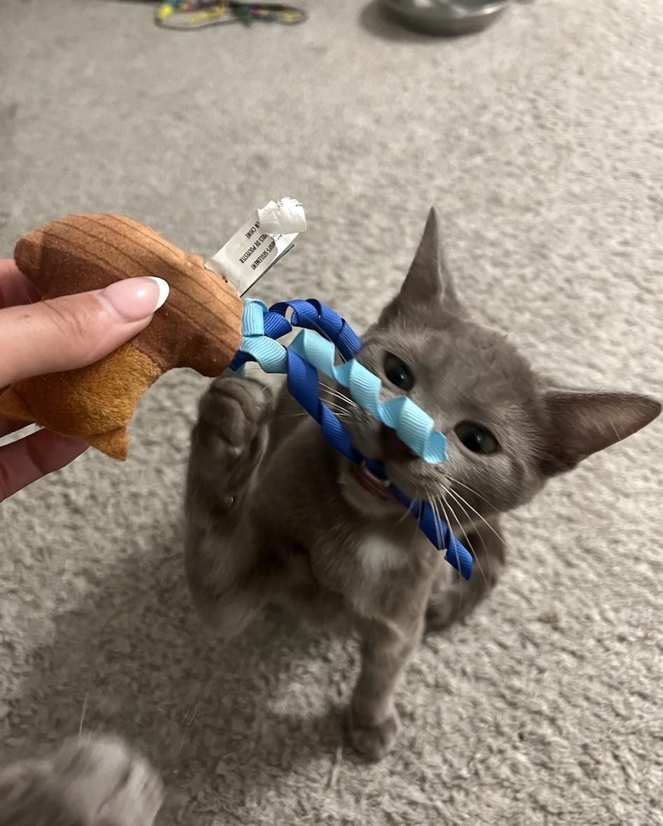 Enlarge Huckleberry Pie, a Adoptable Domestic Short Hair in San Luis Obispo, CA image 2/4