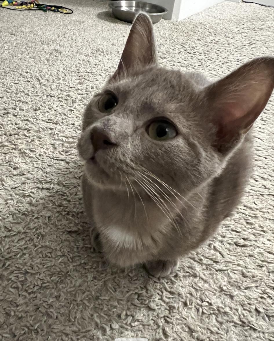 Huckleberry Pie, Adoptable, Kitten Male Domestic Short Hair.