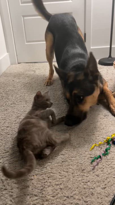 Enlarge Huckleberry Pie, a Adoptable Domestic Short Hair in San Luis Obispo, CA video 3/4