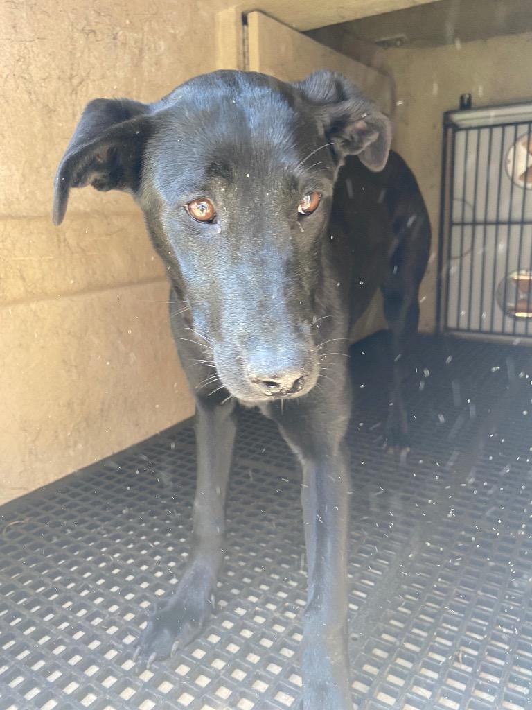 Enlarge Dinga, a Adoptable mixed breed in Cartersville , GA image 1/1