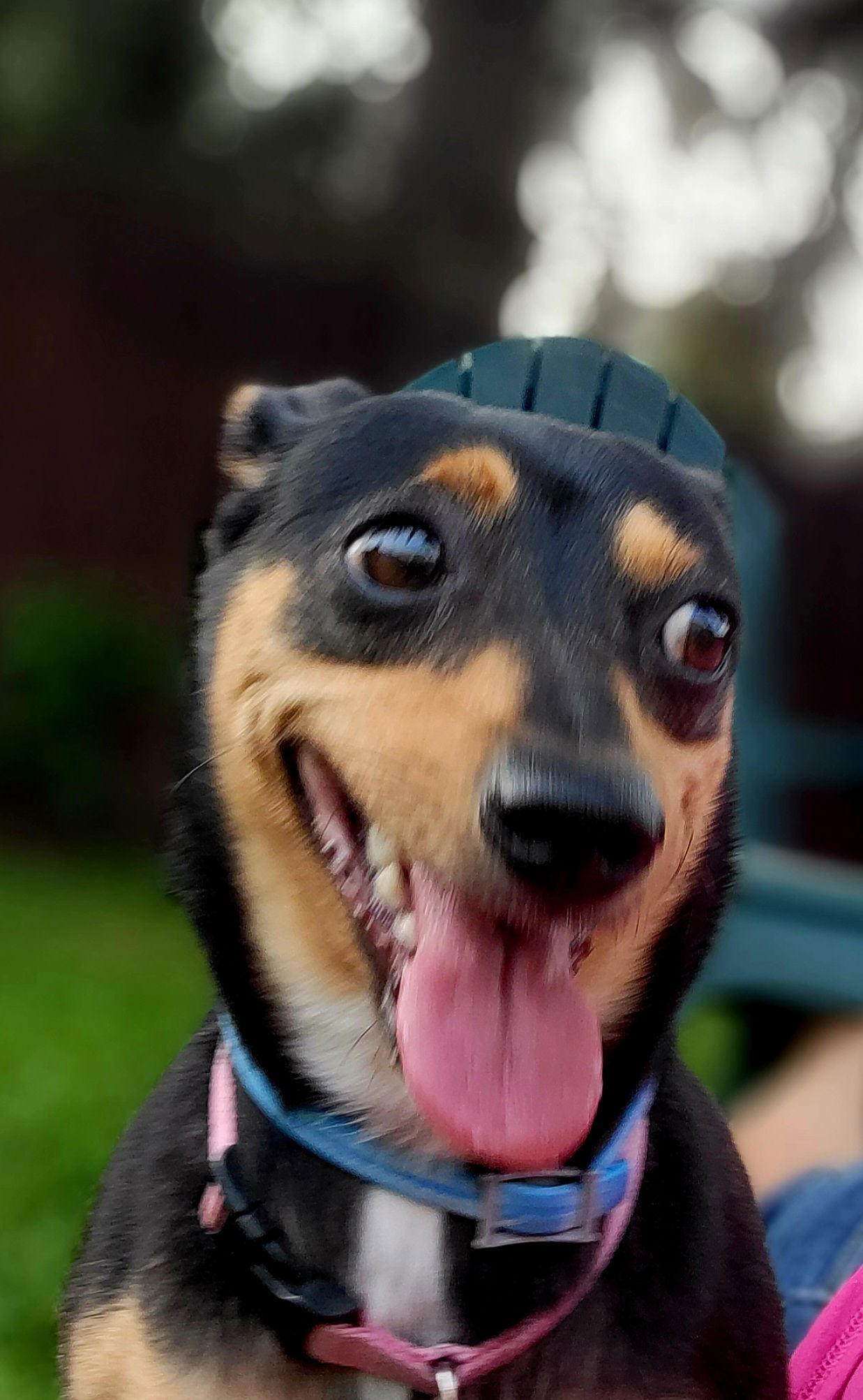 LuLu, Adoptable, Adult Female Miniature Pinscher.