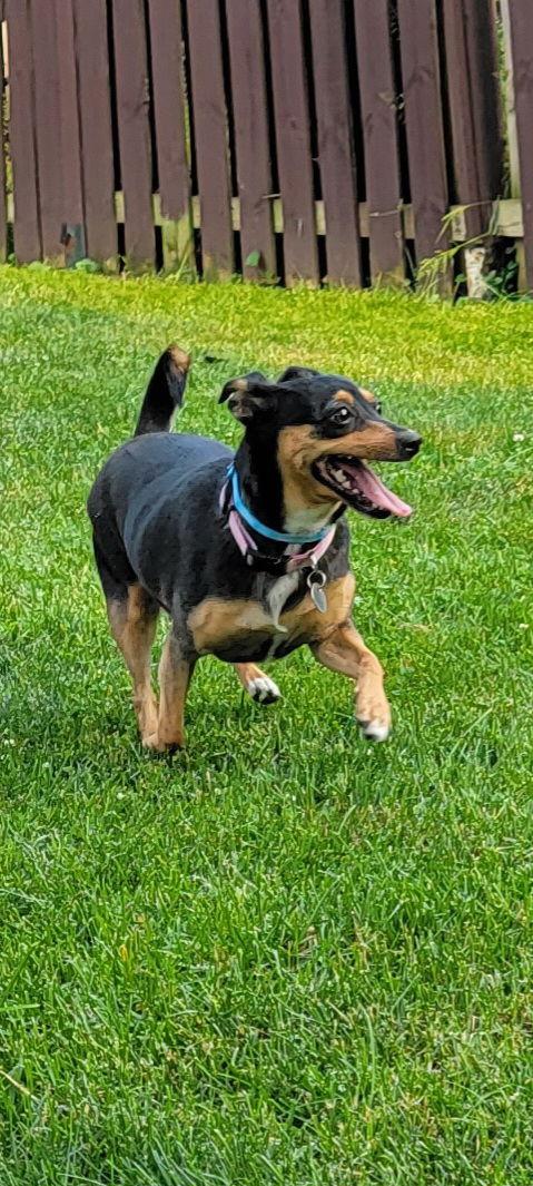 Enlarge LuLu, a Adoptable Miniature Pinscher in Elizabethtown, PA image 2/6