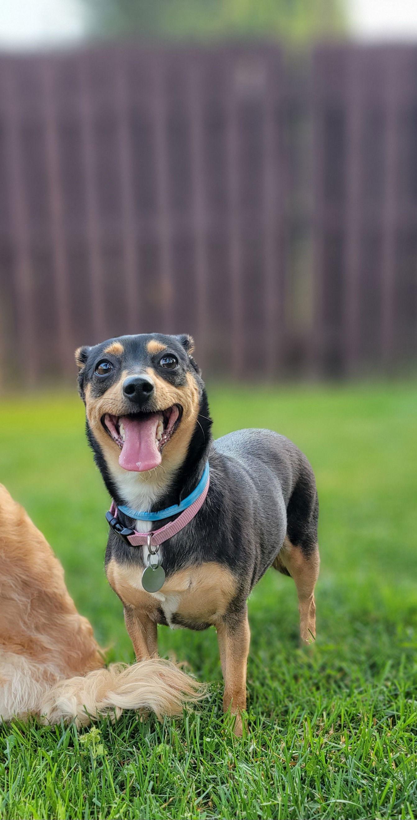 Enlarge LuLu, a Adoptable Miniature Pinscher in Elizabethtown, PA image 3/6