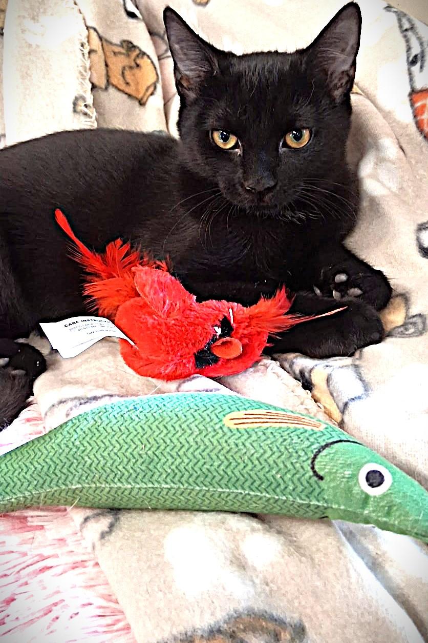 Dazzle, a Adoptable Domestic Short Hair in Bethesda, MD image 2/4