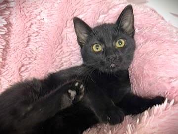 Dazzle, a Adoptable Domestic Short Hair in Bethesda, MD image 4/4