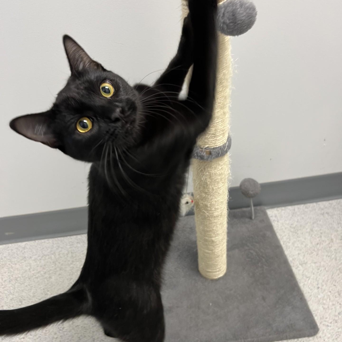 Enlarge Remy, a Adoptable Domestic Short Hair in Bethesda, MD image 1/6