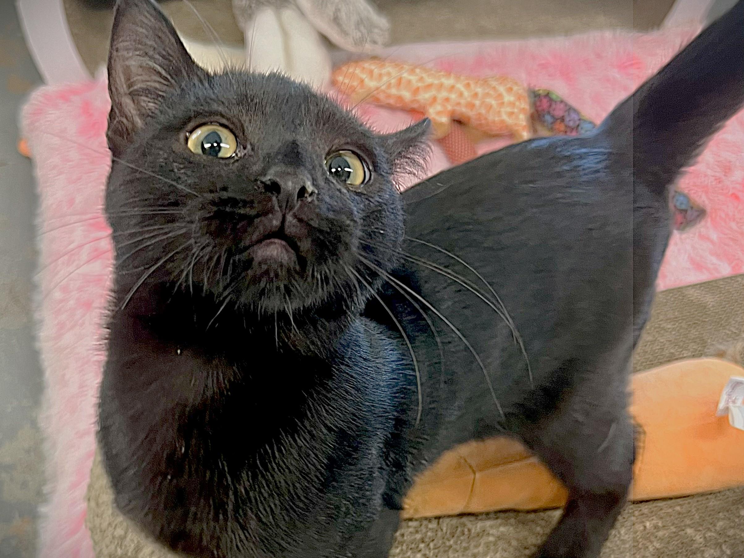 Dazzle, a Adoptable Domestic Short Hair in Bethesda, MD image 3/4