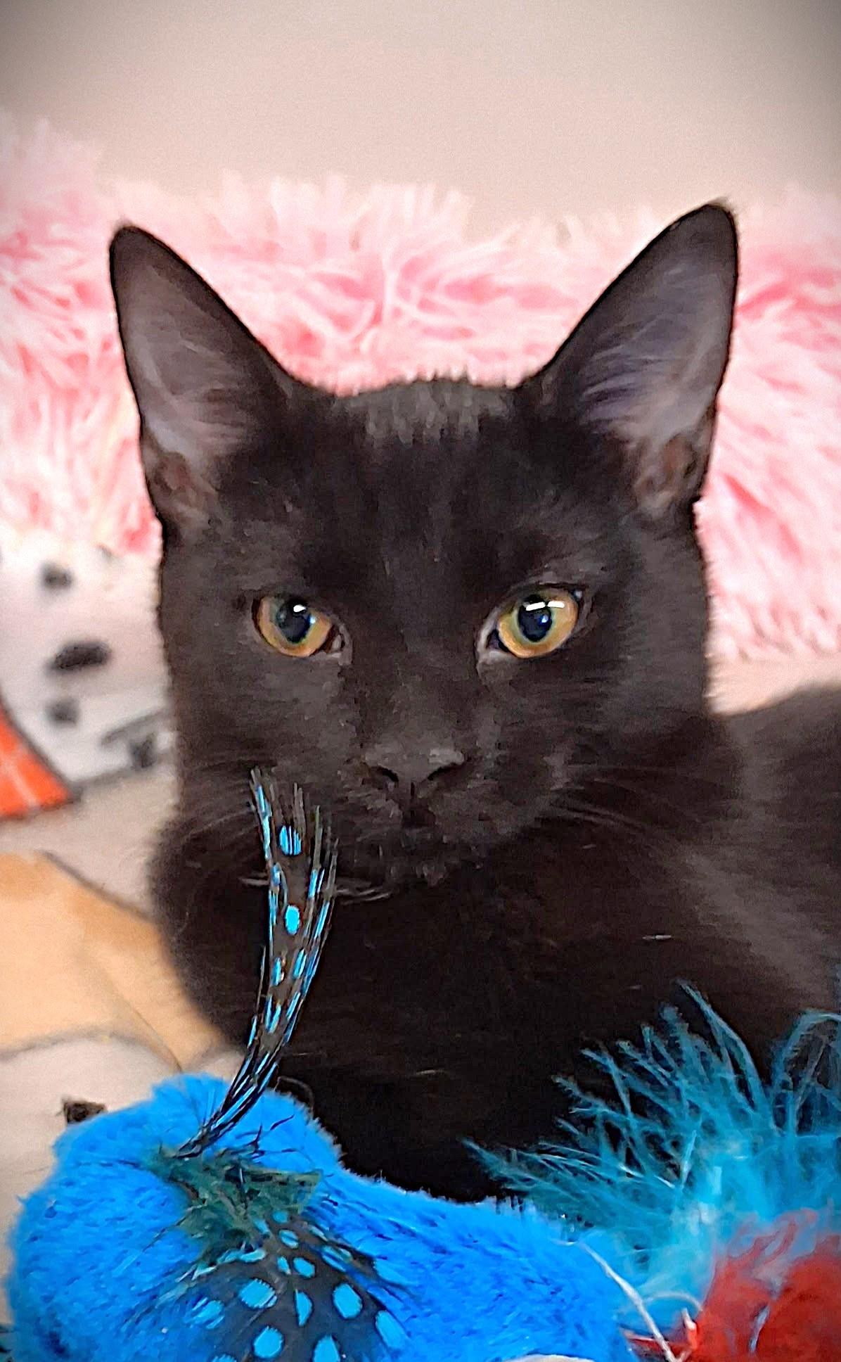 Dazzle, a Adoptable Domestic Short Hair in Bethesda, MD image 1/4