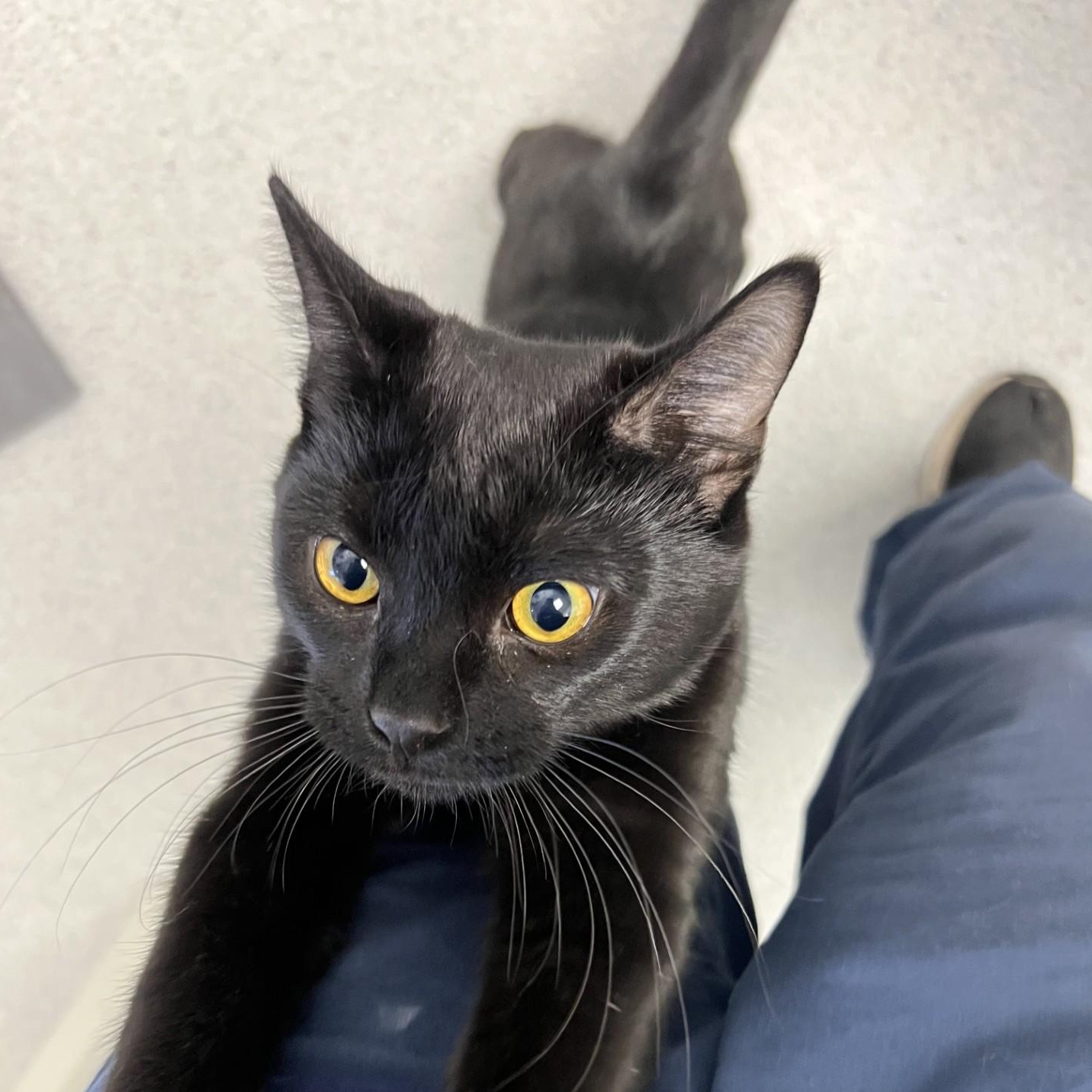 Enlarge Remy, a Adoptable Domestic Short Hair in Bethesda, MD image 6/6