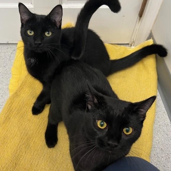 Enlarge Remy, a Adoptable Domestic Short Hair in Bethesda, MD image 3/6