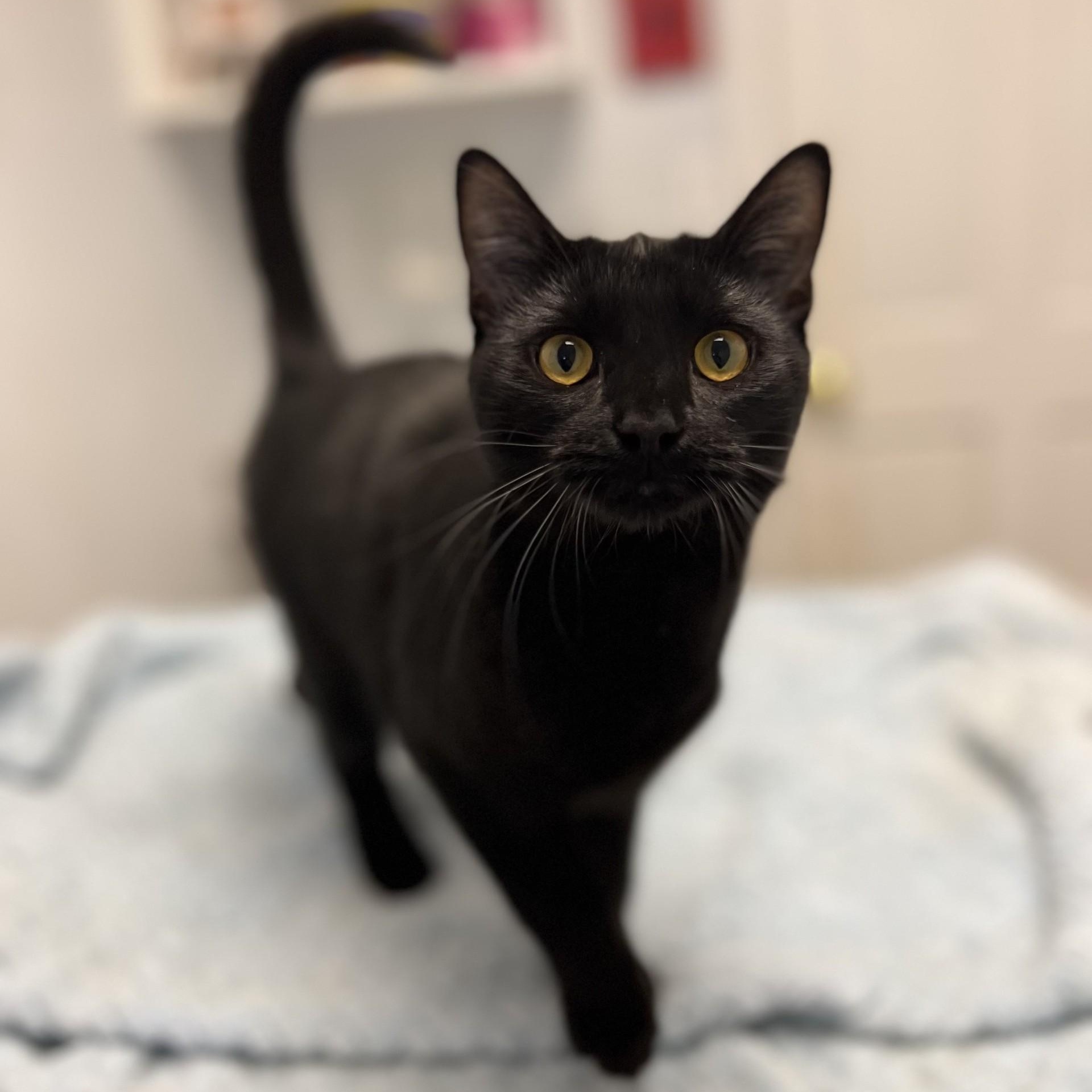 Enlarge Remy, a Adoptable Domestic Short Hair in Bethesda, MD image 2/6