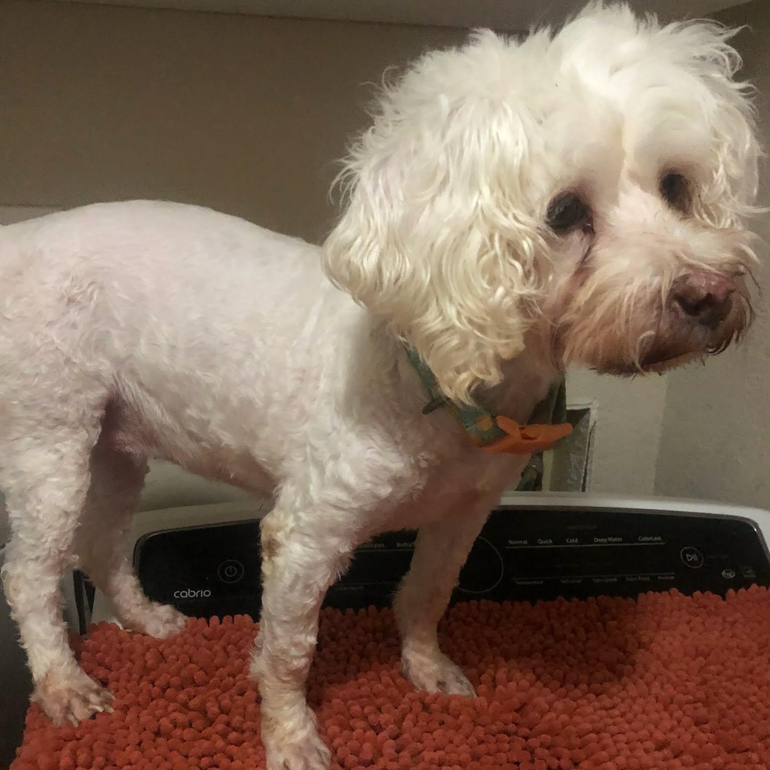 LANA, Adoptable, Senior Female Miniature Poodle.