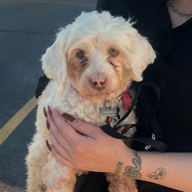 Enlarge LANA, a Adoptable Miniature Poodle in Marana, AZ image 3/4