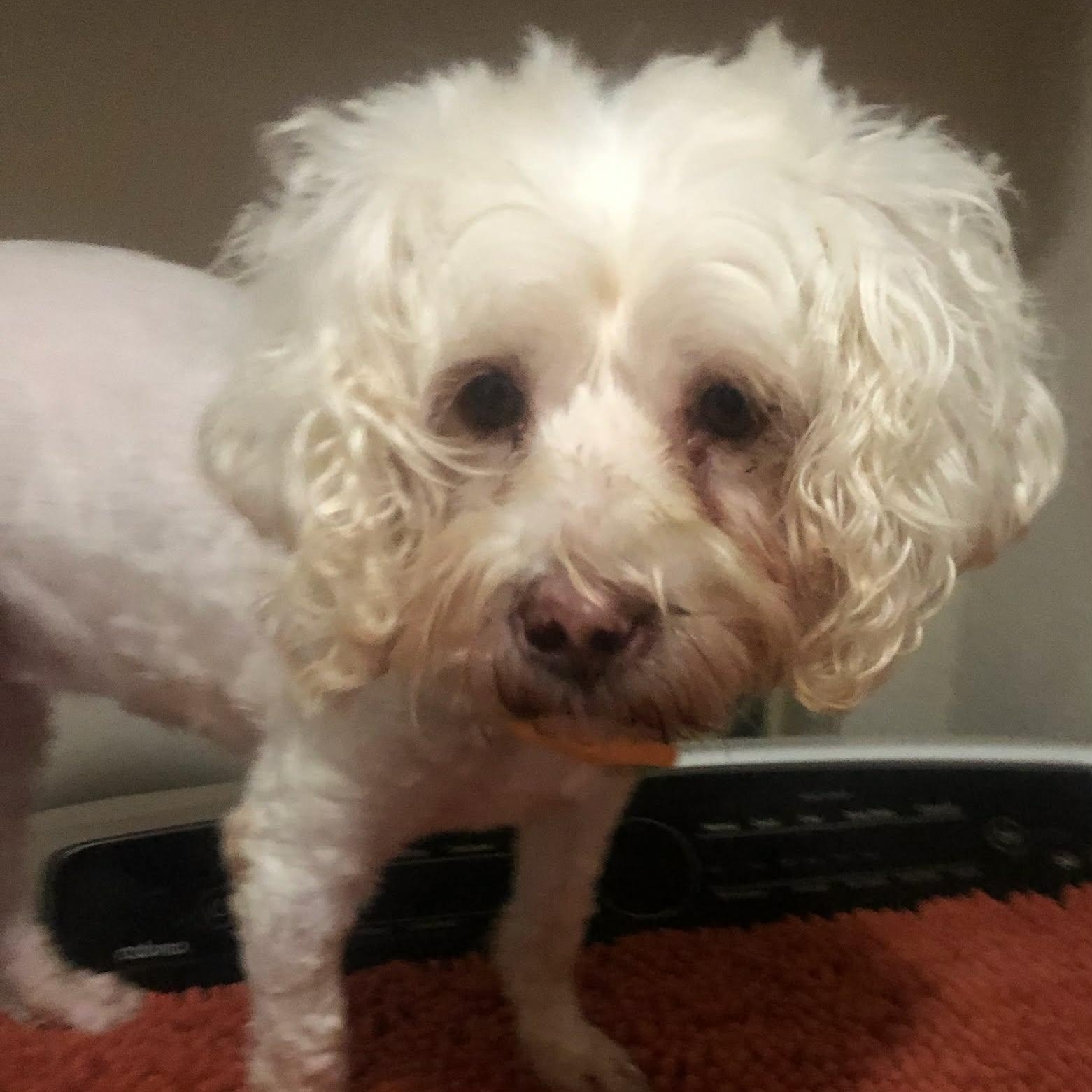 Enlarge LANA, a Adoptable Miniature Poodle in Marana, AZ image 4/4
