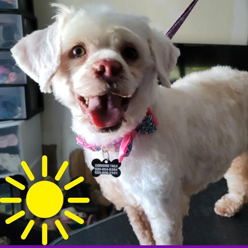 Enlarge LANA, a Adoptable Miniature Poodle in Marana, AZ image 2/4
