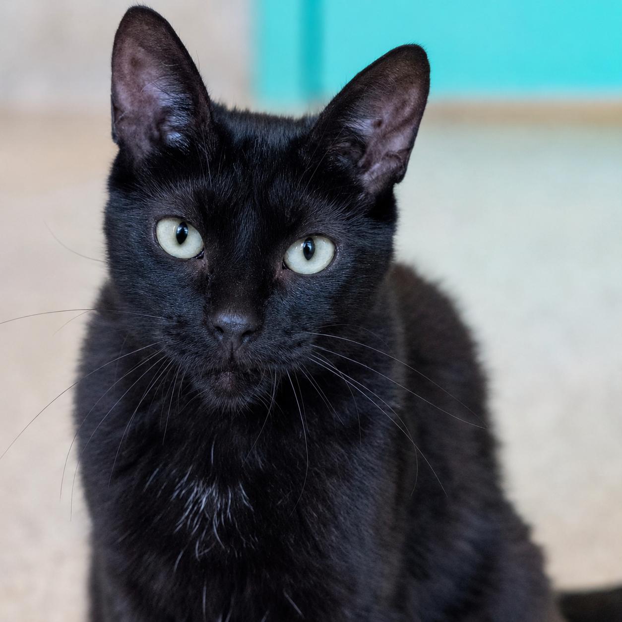 Jackpot, Adoptable, Adult Female Domestic Short Hair.